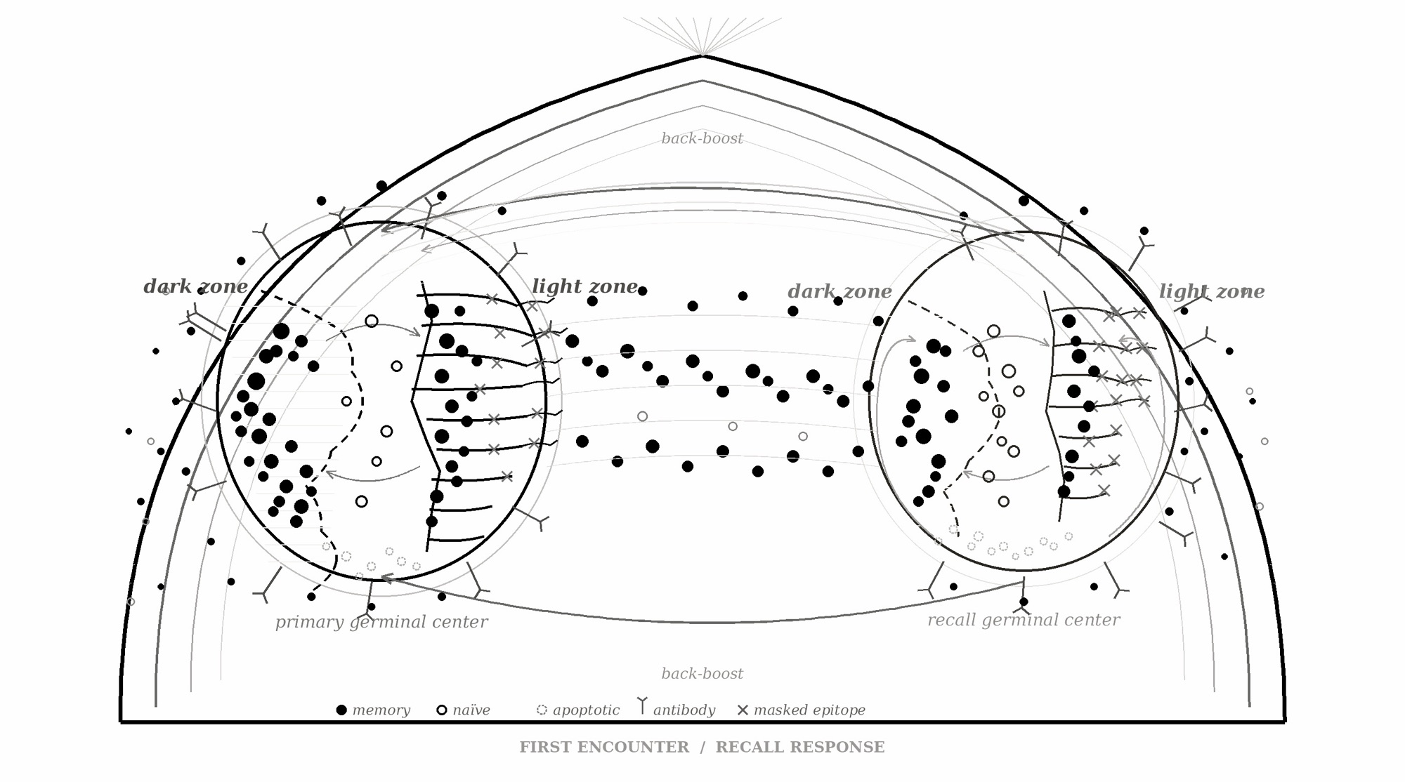 Occupied Niches: Immune Imprinting and Theological Cognition