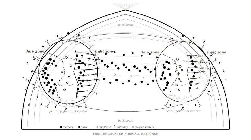 Occupied Niches: Immune Imprinting and Theological&nbsp;Cognition